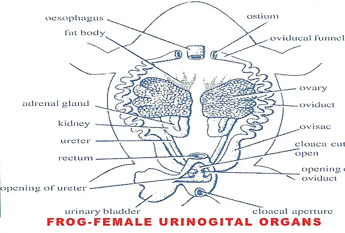 Urogenital organs of female frog