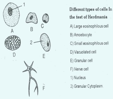 Herdmania test thumb13