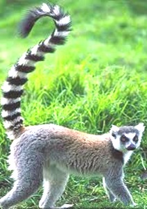 Lemurprimitiveprimate8