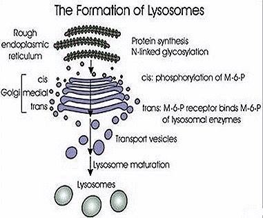 Lysosome Formation18