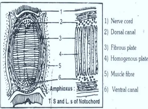 Notochord Amphioxus thumb11