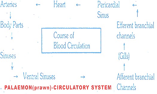 Palaemon circulatory system prawn thumb20