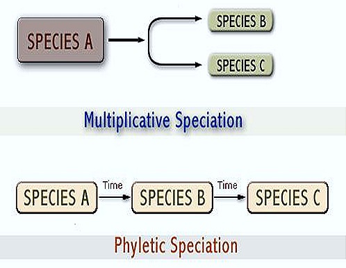 Phyletic Quantum speciation
