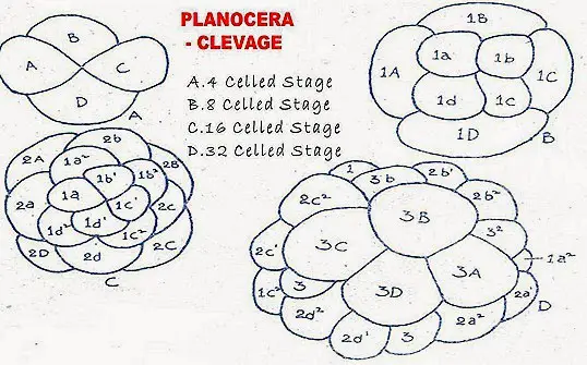 Planocera development cleavage 4 thumb5