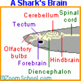 Sharks Olfactory lobes thumb4