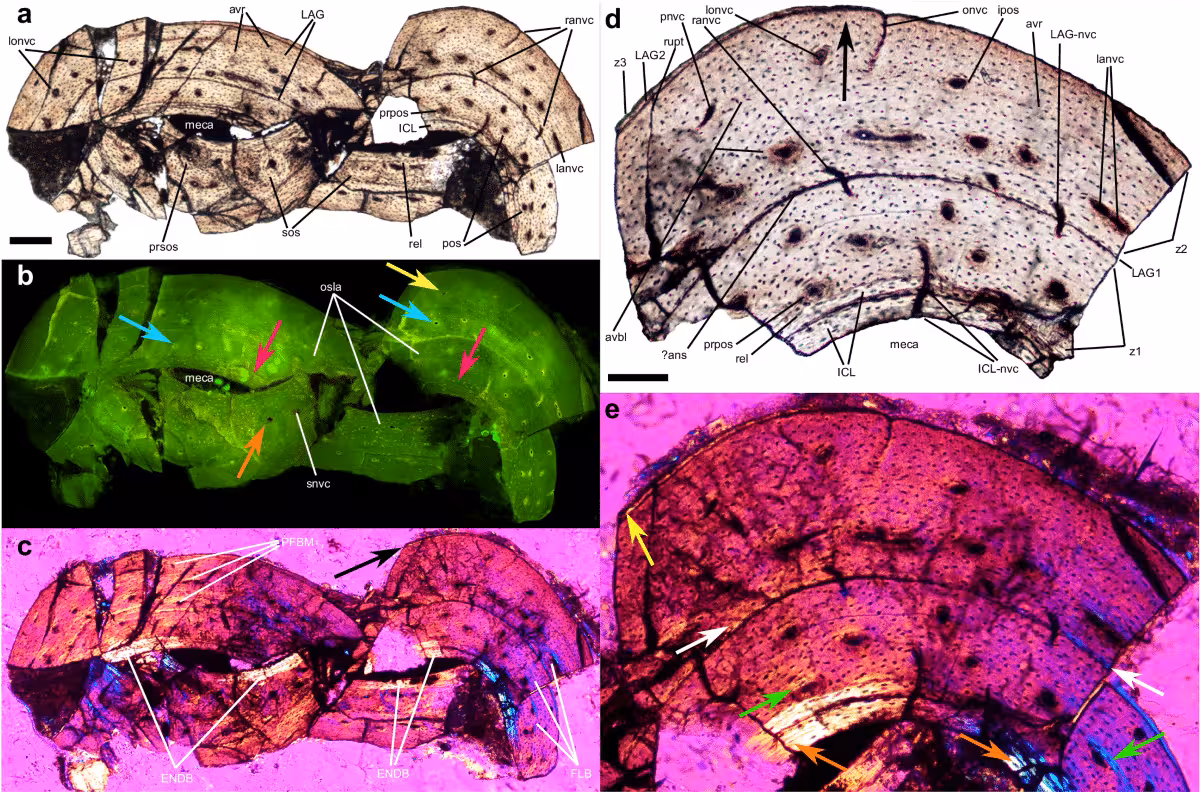 Multiple Views Of The Fossil Skeleton And Key Bones Of The Four Winged Dinosaur.