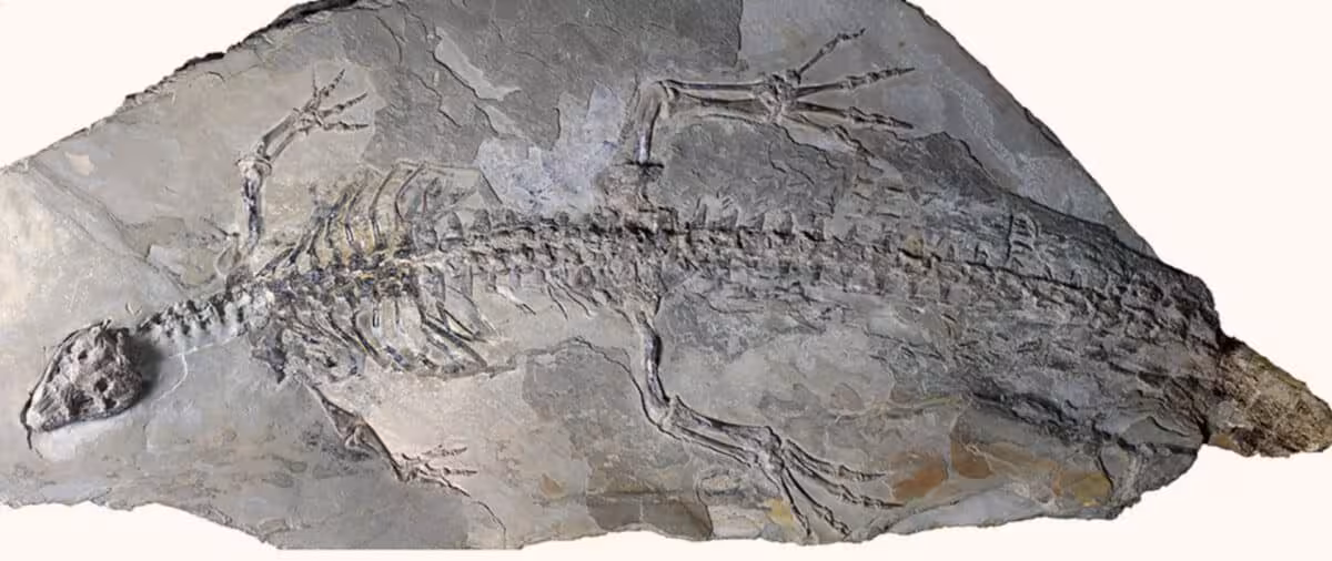 The Holotype Of Montsecosuchus Depereti Under Uv Light.