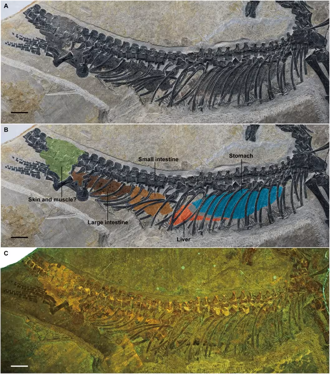 The Austronaga Minuta Fossil Preserves An Almost Complete Skeleton Along With Rare Soft Tissues, Including Parts Of Its Digestive System.