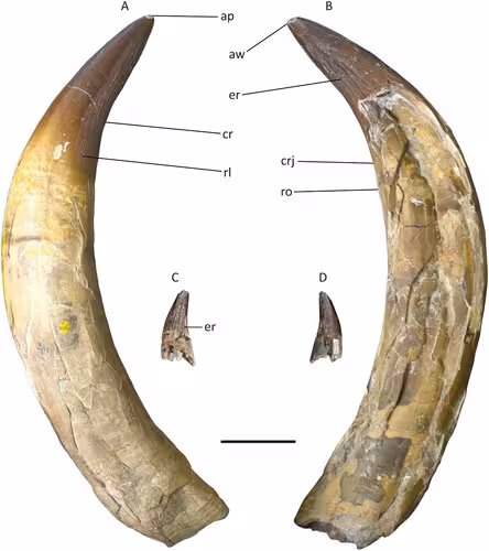 Fossil Tooth Of Liopleurodon Ferox, Showing The Large Caniniform Structure Of This Jurassic Marine Predator.