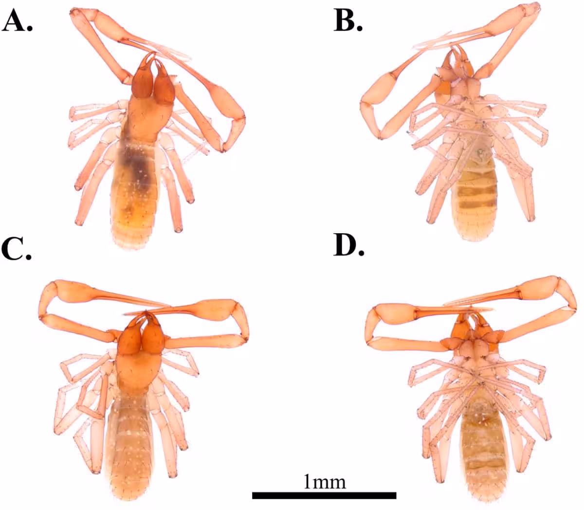 Morphological Views Of Newly Described Spelaeochthonius Pseudoscorpion Species.