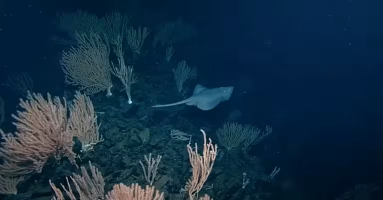 A Pacific White Skate Swims Above The Coral Covered Summit Of An Active Underwater Volcano.
