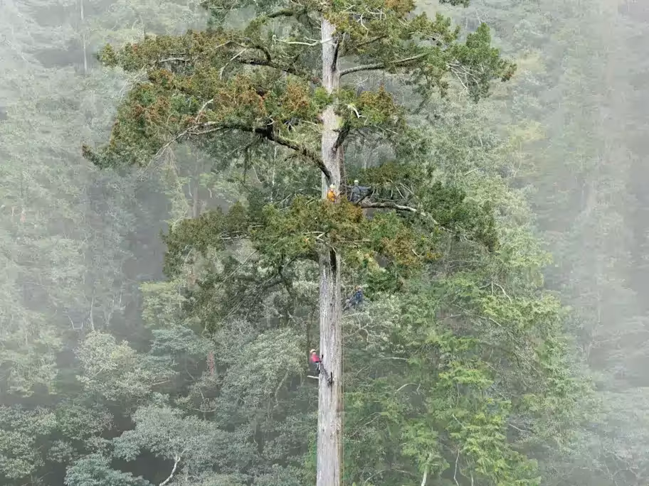 A Research Team Climbs The Massive Taiwania Fir Discovered In Taiwan’s Mountains