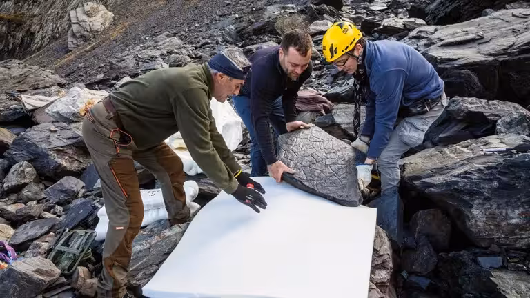 Researchers Move Fossils Onto Protective Foam For Transport On Oct. 21, 2024.