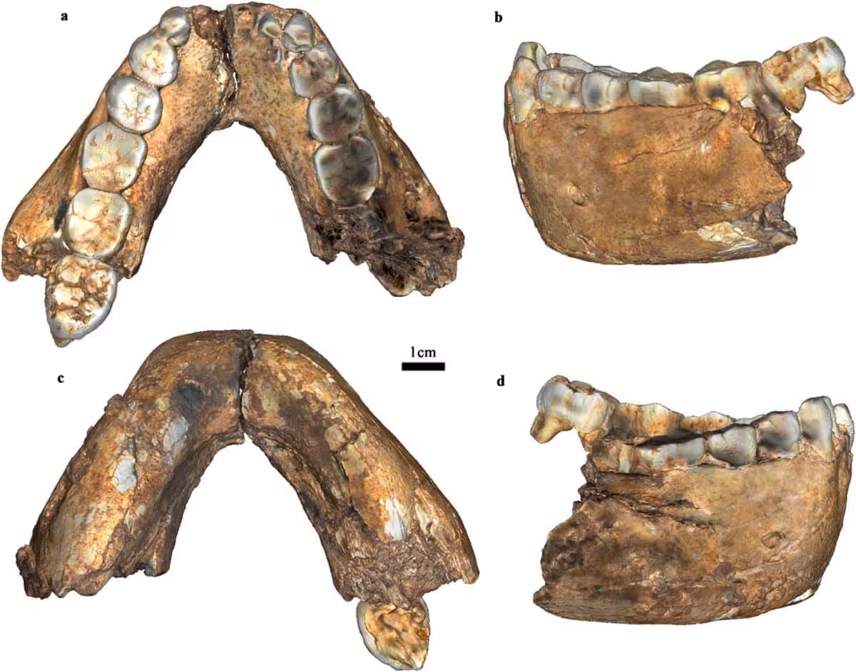 Multiple Views Of A Fossilized Jawbone And Teeth From An Ancient Human Relative Discovered In South Africa.