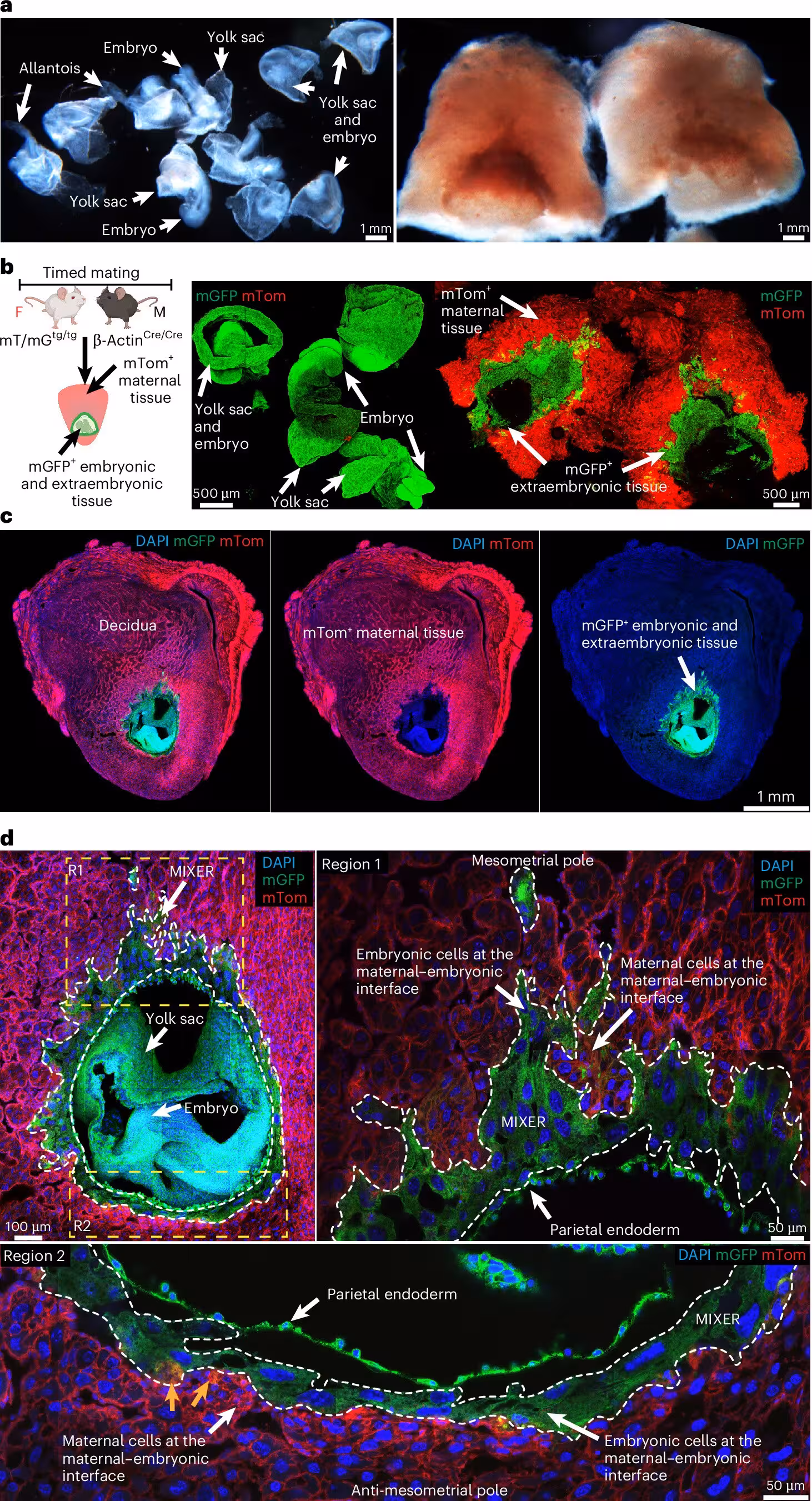 Fig. 1: High-resolution imaging of the maternal–fetal interface. a, Photomicrographs of microdissected mouse conceptuses at 8.5 days post coitus (E8.5). Left, image showing the intact embryo and yolk sacs collected from several conceptuses. Right, image showing the vascular bed (red) within one of the conceptuses. b, Left, schematic representation of the timed mating strategy allowing for the identification of both maternal (mTom+) and embryonic (mGFP+) cells in E8.5 β-actin-Cre:mT/mG embryos. M, male; F, female. Middle, confocal image highlighting the minimal mTom+ tissue (maternal) associated with the microdissected embryo and yolk sac tissue (mGFP+). Right, image showing that a large proportion of extraembryonic tissue (mGFP+) can be observed enmeshed within the maternal uterine tissue (mTom+). c, Tiled confocal images highlighting mTom and mGFP expression within cells of maternal and embryonic origin, respectively. d, Higher-resolution images of the embryonic and MIXER tissue (region betwe