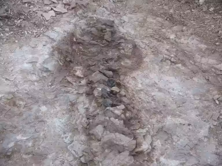 Fossils Of Bicharracosaurus Dionidei During Excavation In Patagonia, Argentina.