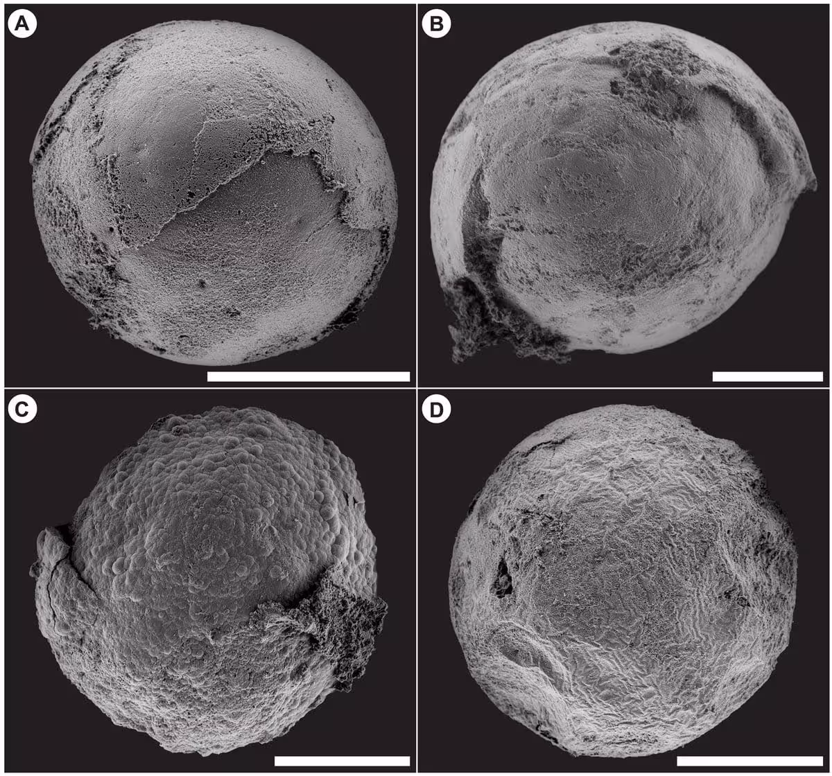 Small Embryo Like Fossils From The Kheseen Biota