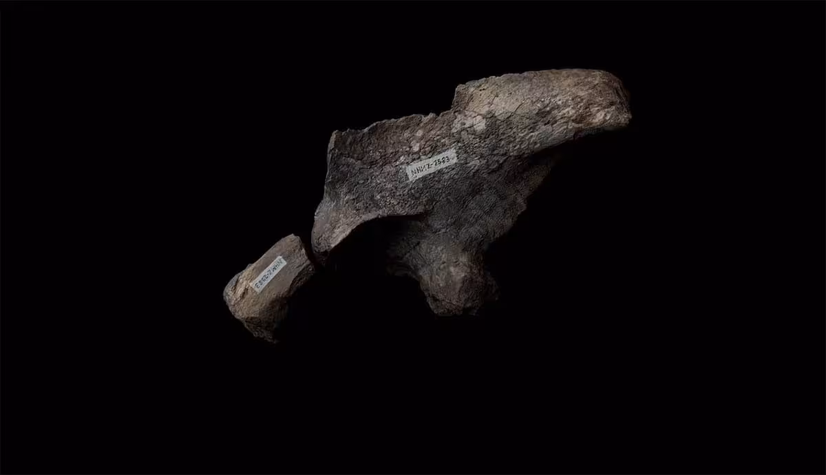 Ct Scans Of Musango’s Fossilized Bones