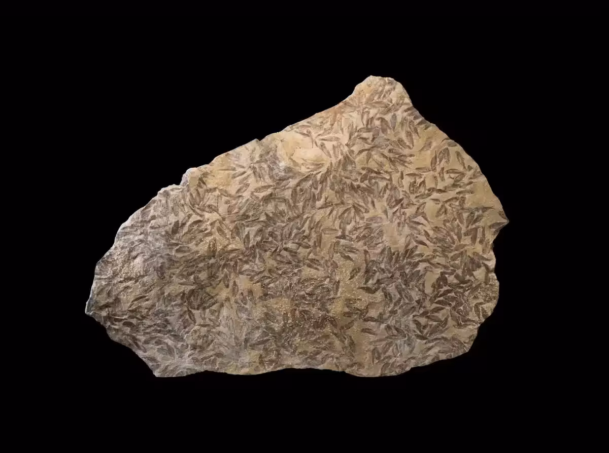 Fossilized Freshwater Herring From 50 Million Years Ago.