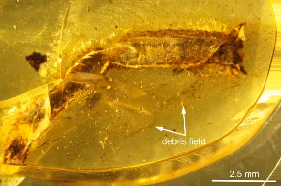Ancient Myanmar Amber Preserving A Lizard Tail, With Arrows Highlighting Trapped Debris.