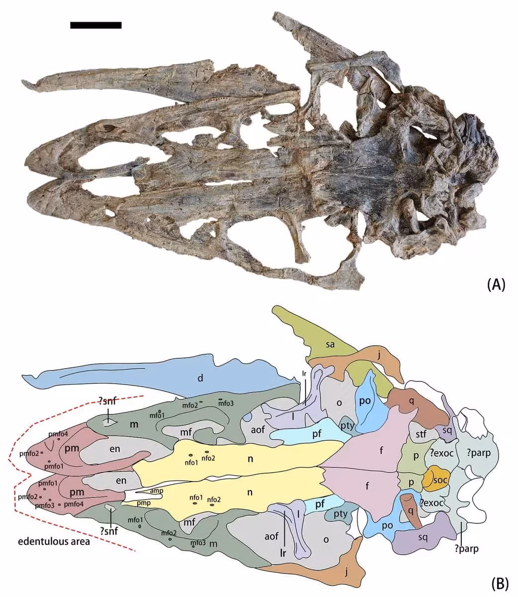 Dorsal View Of The Skull Showing The Specimen And Reconstruction.