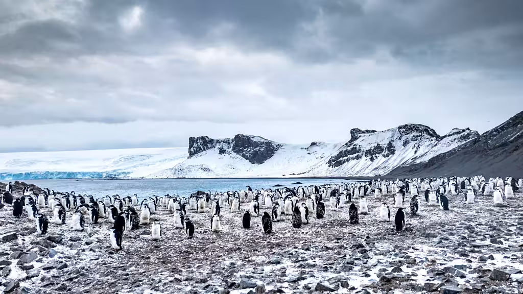 Deception Island Is Now Teeming With Wildlife, Including Tens Of Thousands Of Chinstrap Penguins