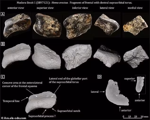 Buried Under Silt For 140,000 Years, The Skull Was Only Recently Confirmed As Homo Erectus