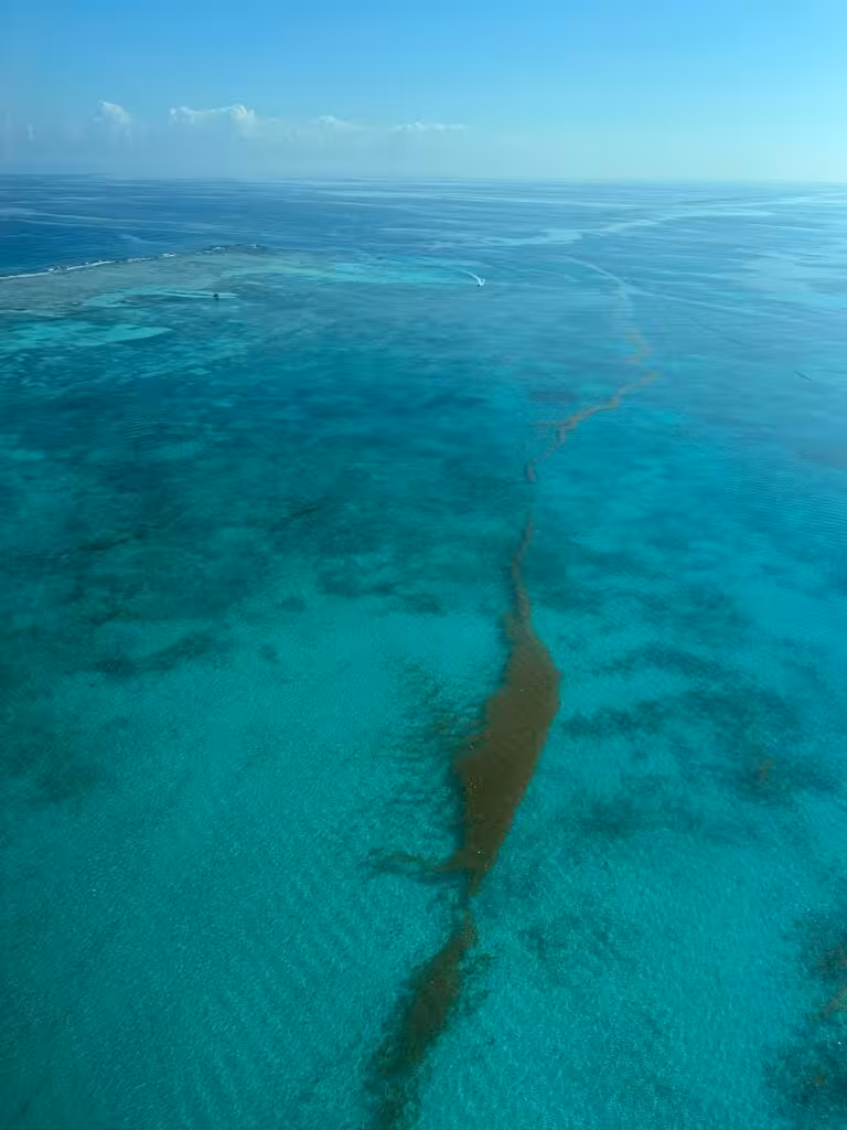 Aerial photo of sargassum in the waters off Belize’s coast