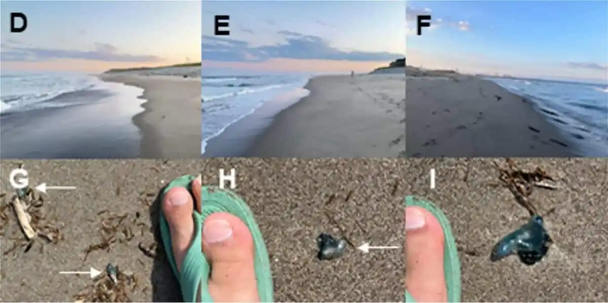 Small Stranded Physalia Specimens Observed On The Sands Of Gamo Beach, Miyagi Prefecture.