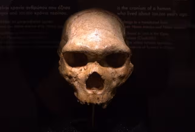 The Petralona Skull, A 200,000 Year Old Human Fossil From Greece.