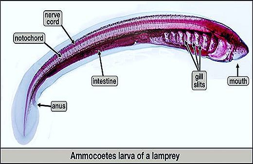 ammocoetes larvae thumb14