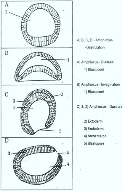 amphioxus gatrula thumb10