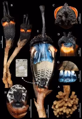 Close Up Views Of Thismia Daemona Showing The Distinctive Morphology Of Its Rare “devil Flower.”