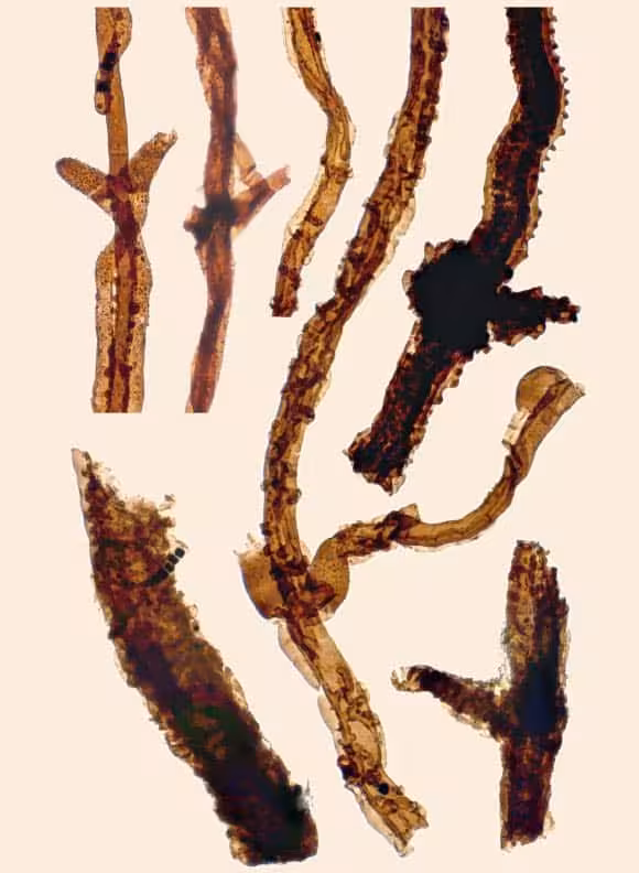 Fossilized Filaments Of Tortotubus Protuberans From Gotland, Sweden, Showing Different Stages Of Filamentous Envelope Formation.
