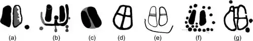 Different Types Of Paired Podomorphs