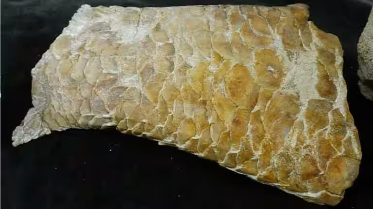 Close Up Of The Fossil’s Preserved Scales