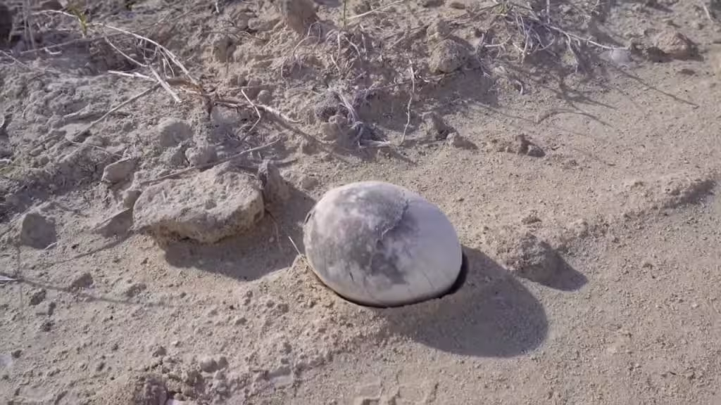 A Fossilized Egg Rests On Dry Ground At A Paleontological Site.