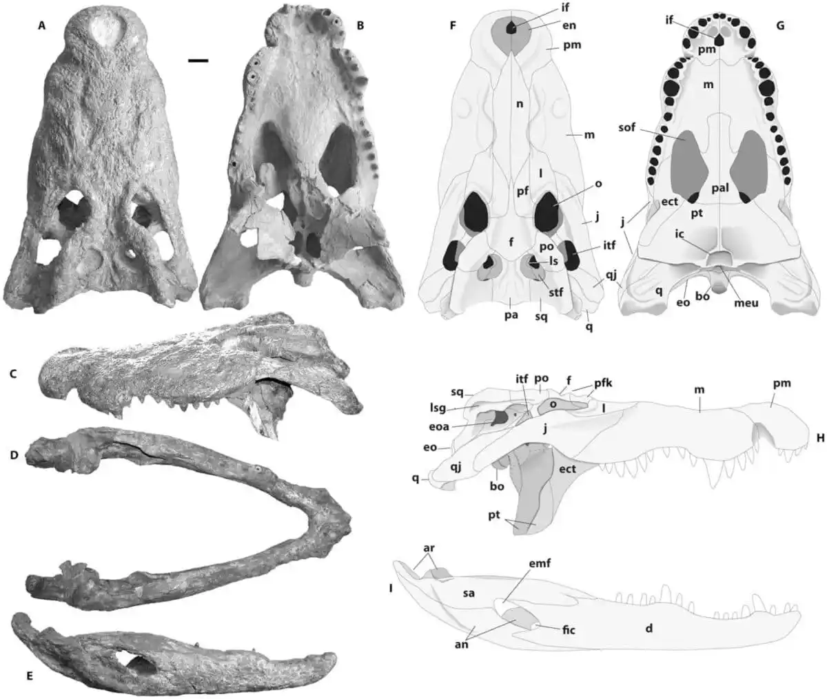 Fossil And Anatomical Reconstruction Of Crocodylus Thorbjarnarsoni Skull And Jaw.