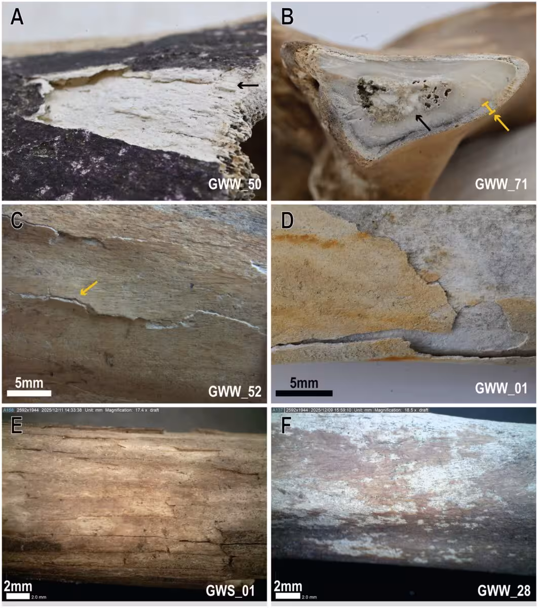 Weathering Related Alterations In Bone Structure