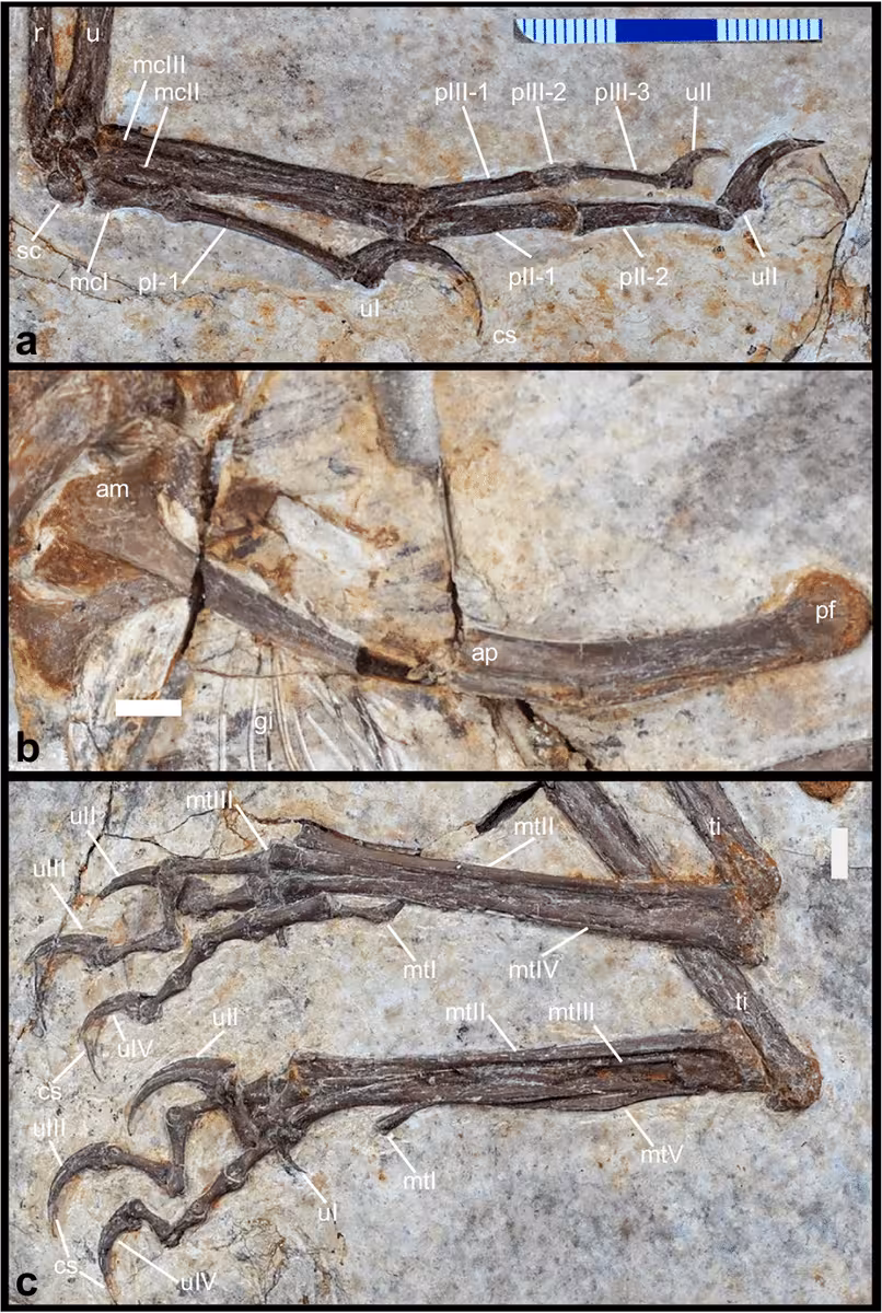 Close Up Views Of The Fossilized Forelimb, Pelvic Region, And Hind Limbs Of The Four Winged Dinosaur.