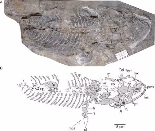 Preserved Skeleton Of Arenaerpeton Supinatus From The Early Triassic Of The Sydney Basin, Australia.
