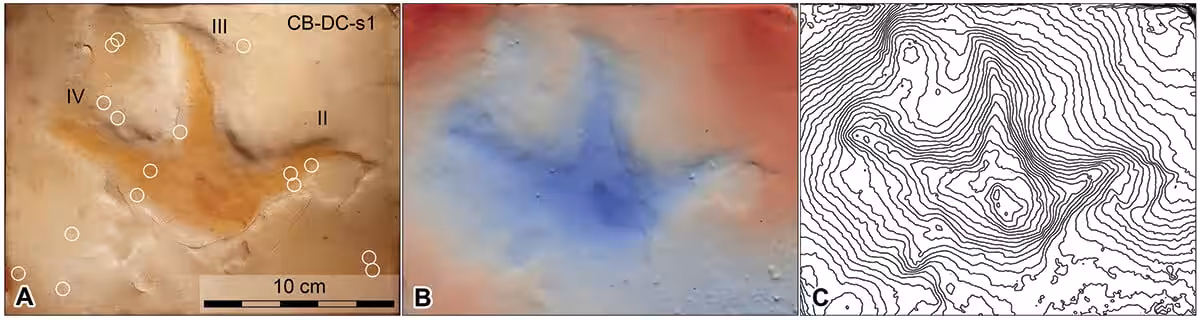 Visual And Topographic Analysis Of Fossil Footprints Preserved In Biloela Boulder