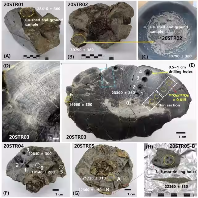 Stromatolite Samples Prepared For Radiocarbon Dating