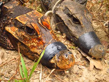 Orange Dwarf Crocodile From Gabon’s Caves And A Dwarf Crocodile Living Outside