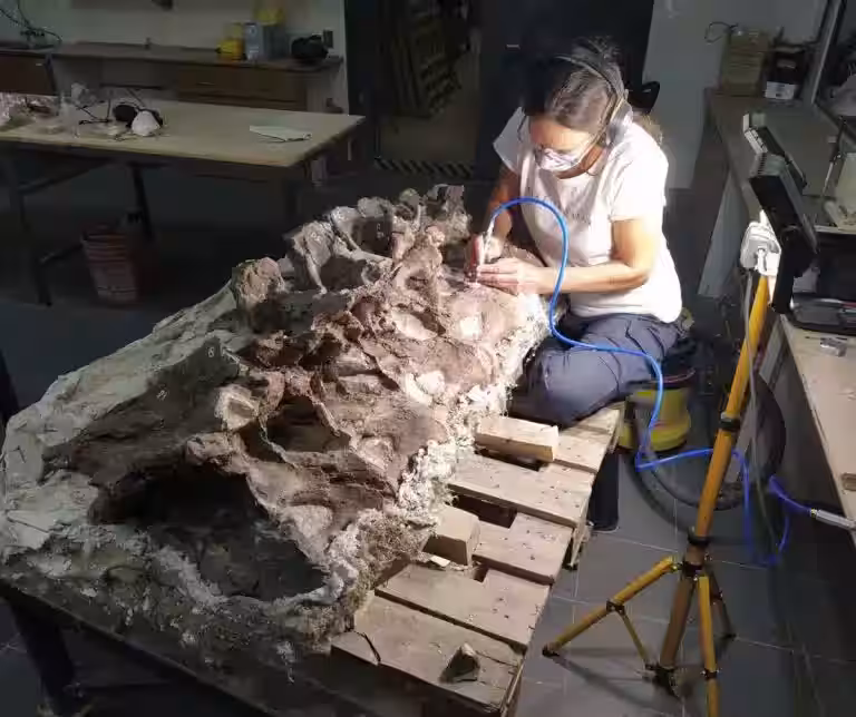 The Vertebrae Of Bicharracosaurus Dionidei During Laboratory Preparation In Trelew, Argentina.