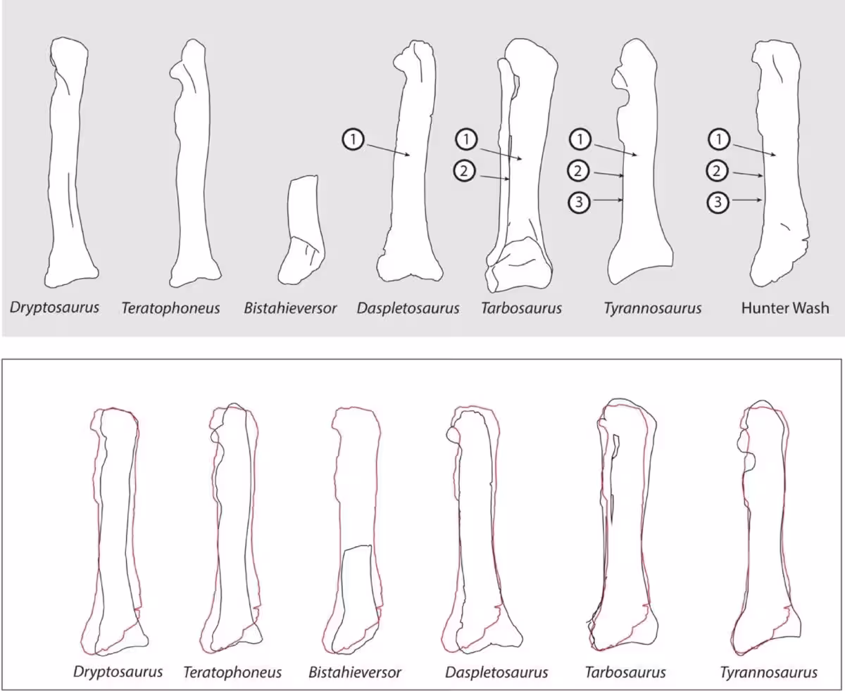 Comparison Of The Hunter Wash Tyrannosaur Tibia With Other Giant Tyrannosaurs.