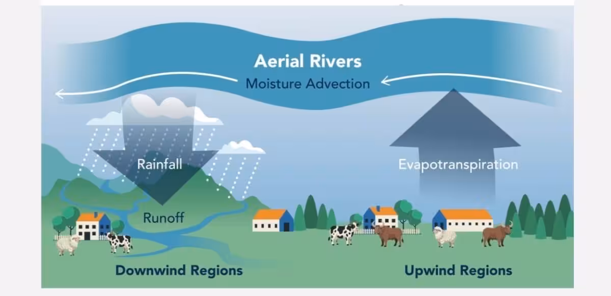 Aerial Rivers Carry Moisture From Upwind Regions, Producing Rainfall And Runoff Downwind.