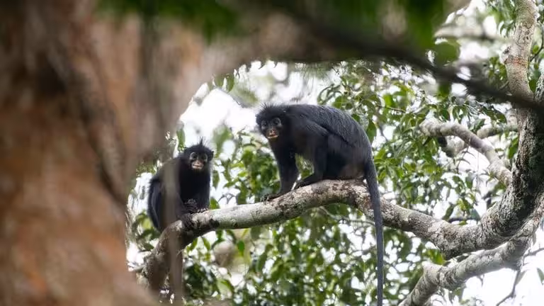 A Pair Of Colobus Congoensis Monkeys Observed In Their Forest Habitat.