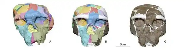 Digital Reconstruction Of The Yunxian 2 Skull, Revealing Features Hidden By Fossilization Related Deformation.
