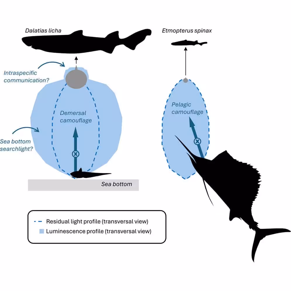 Diagram Comparing The Light Profiles Of The Kitefin Shark (dalatias Licha) And Etmopterus Spinax